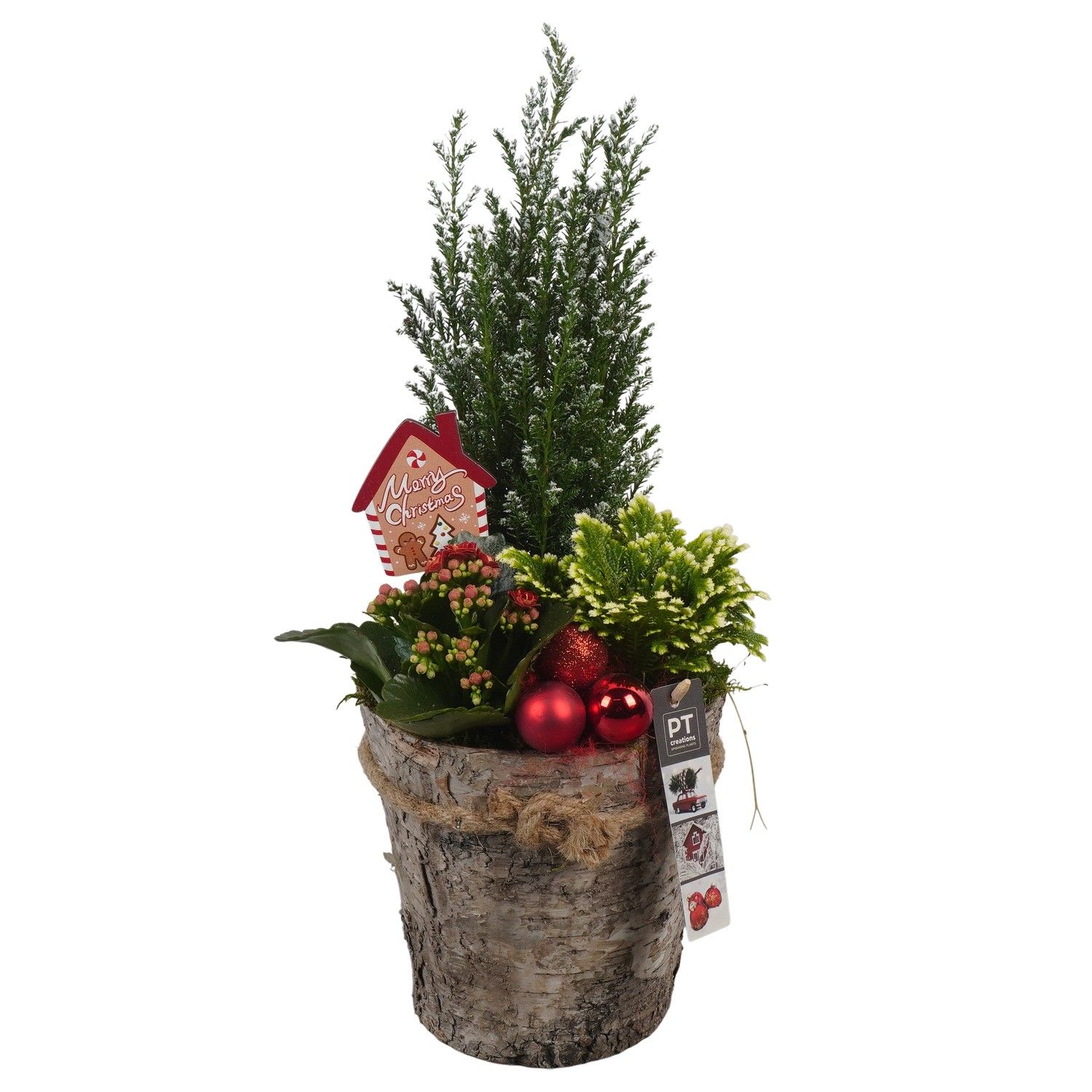 PTCHR7349 Arrangement Christmas Red in houten pot, D 17 cm