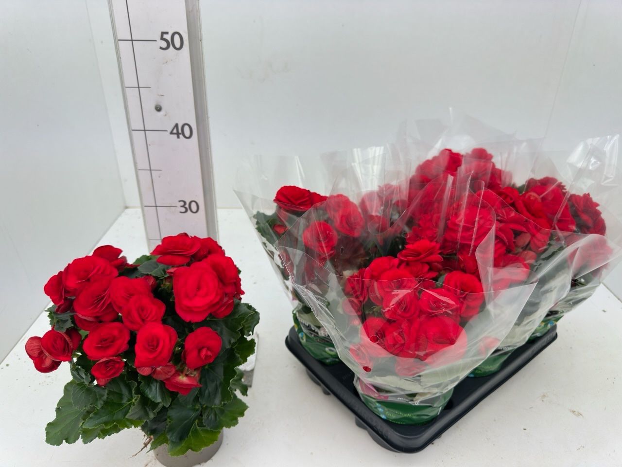 Begonia elatior T13 Rot, D 13