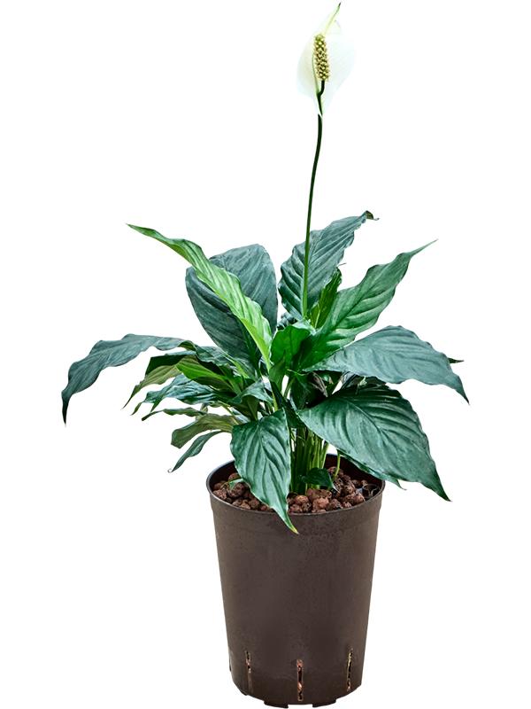 Spathiphyllum 'Hybriden', D 15