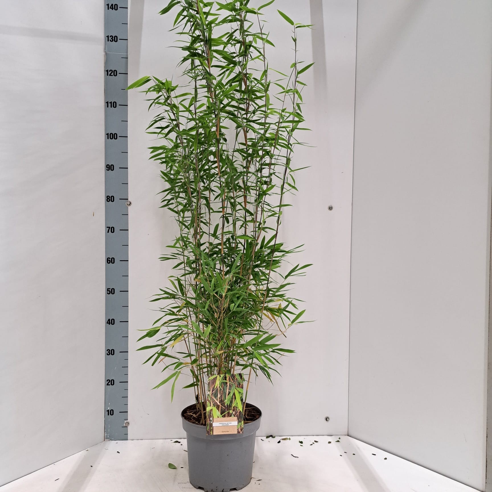 Fargesia 'Volcano', D 23 cm