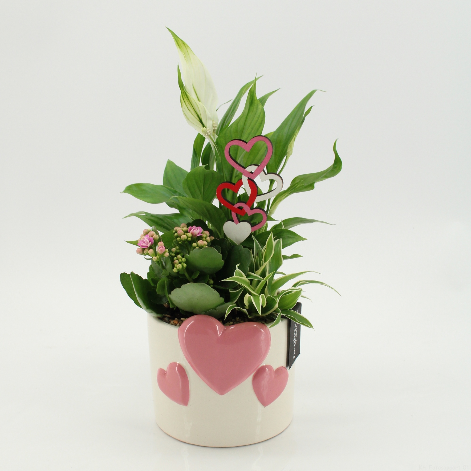 ENMD-2602 English Mother's day, D 14