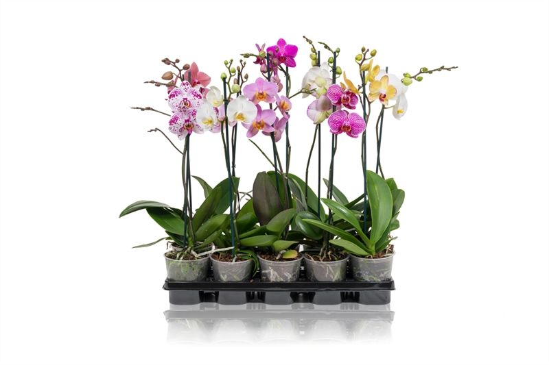 Phalaenopsis - A2 1T Kort, D 12 cm