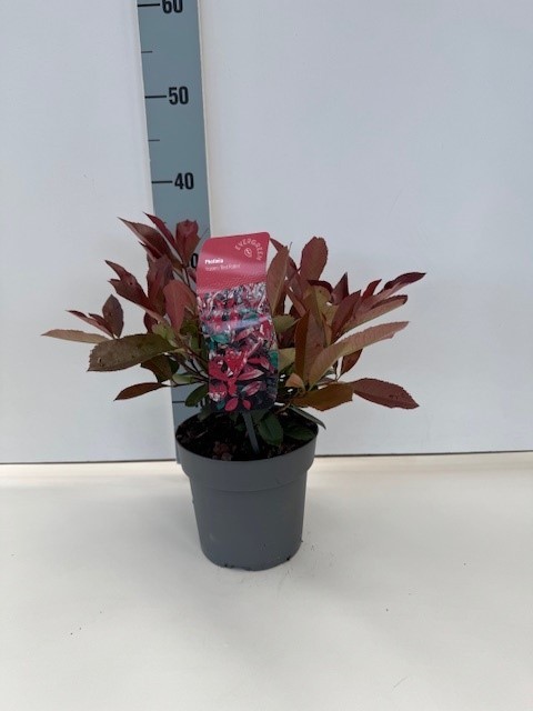 Photinia fraseri 'Carré Rouge', D 17