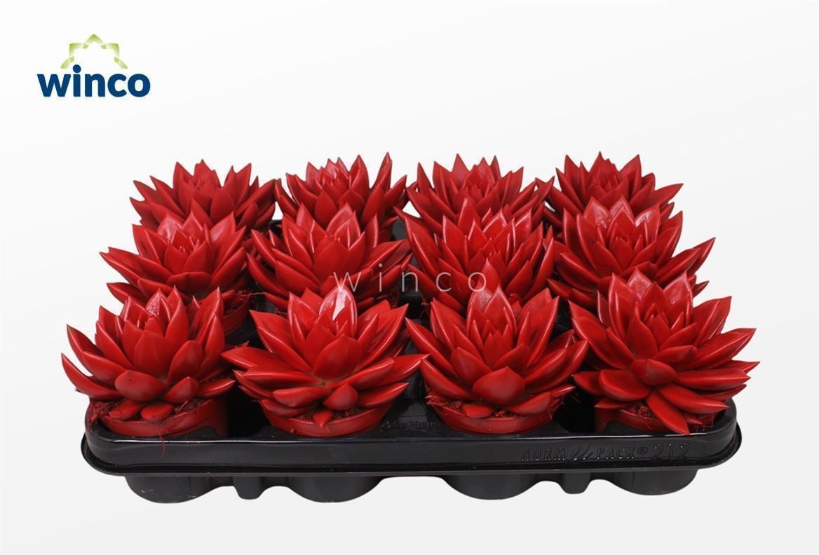 Echeveria Agavoides Paint Red, D 8,5
