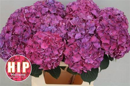 Гортензия Родео Рэд 80, шт.