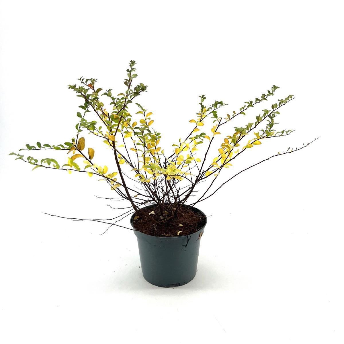 Spiraea nipp. 'June Bride', D 19