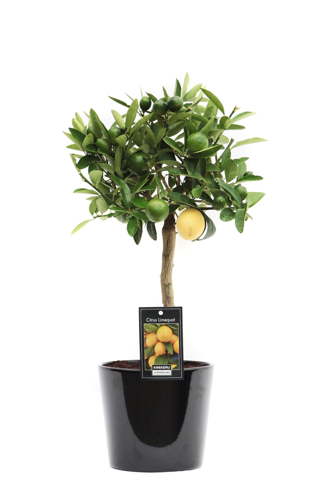 Limequat in Keramiek Roma zwart, D 16 cm