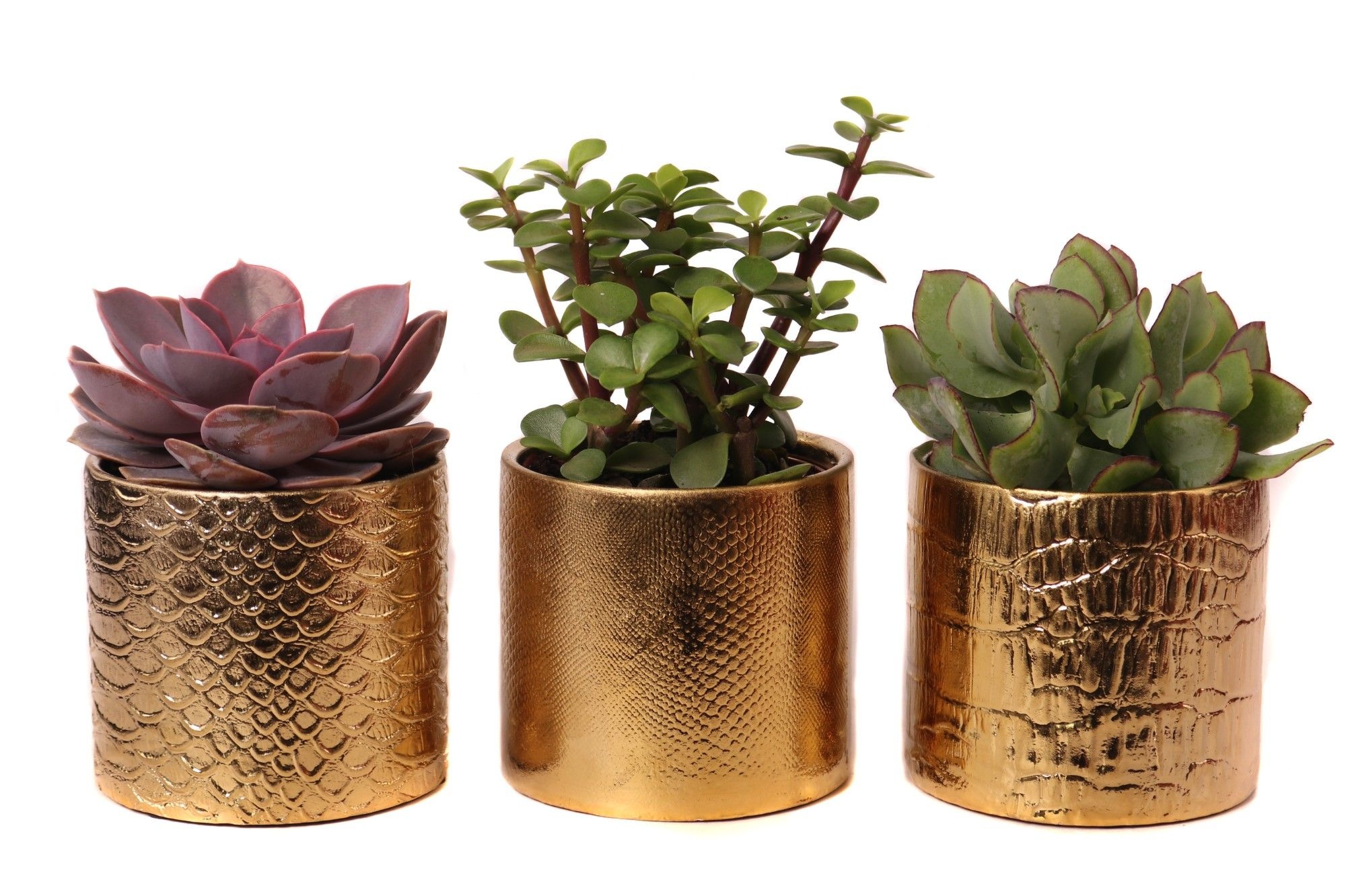 Succulenten mix 8,5 cm in egoli pot, D 10 cm