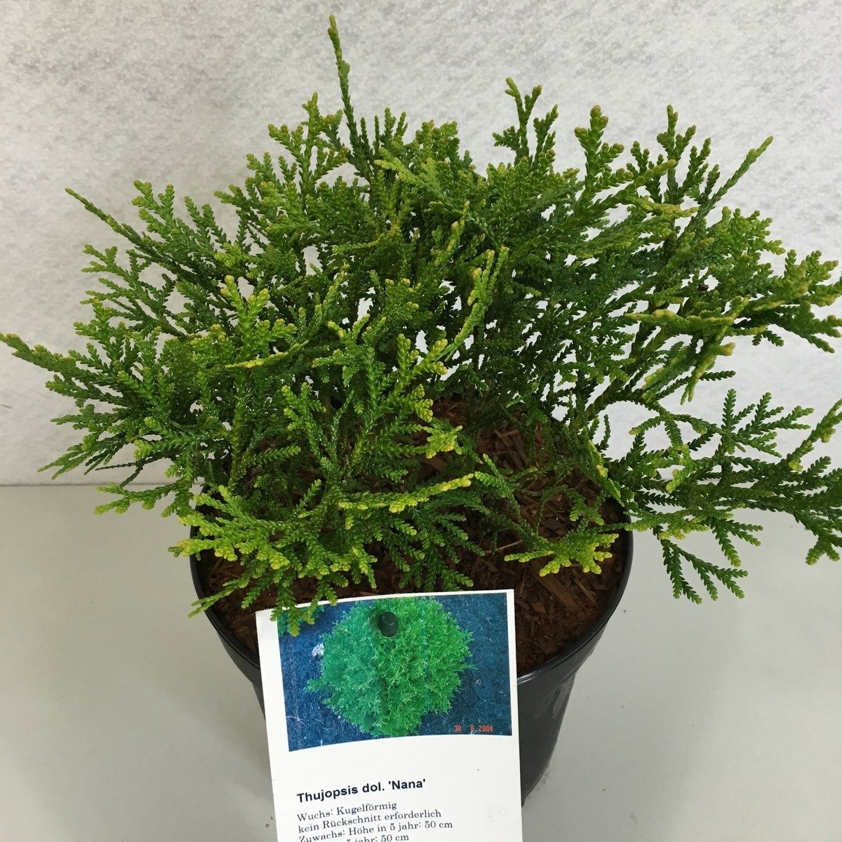 Thujopsis dolobrata 'Nana', D 19