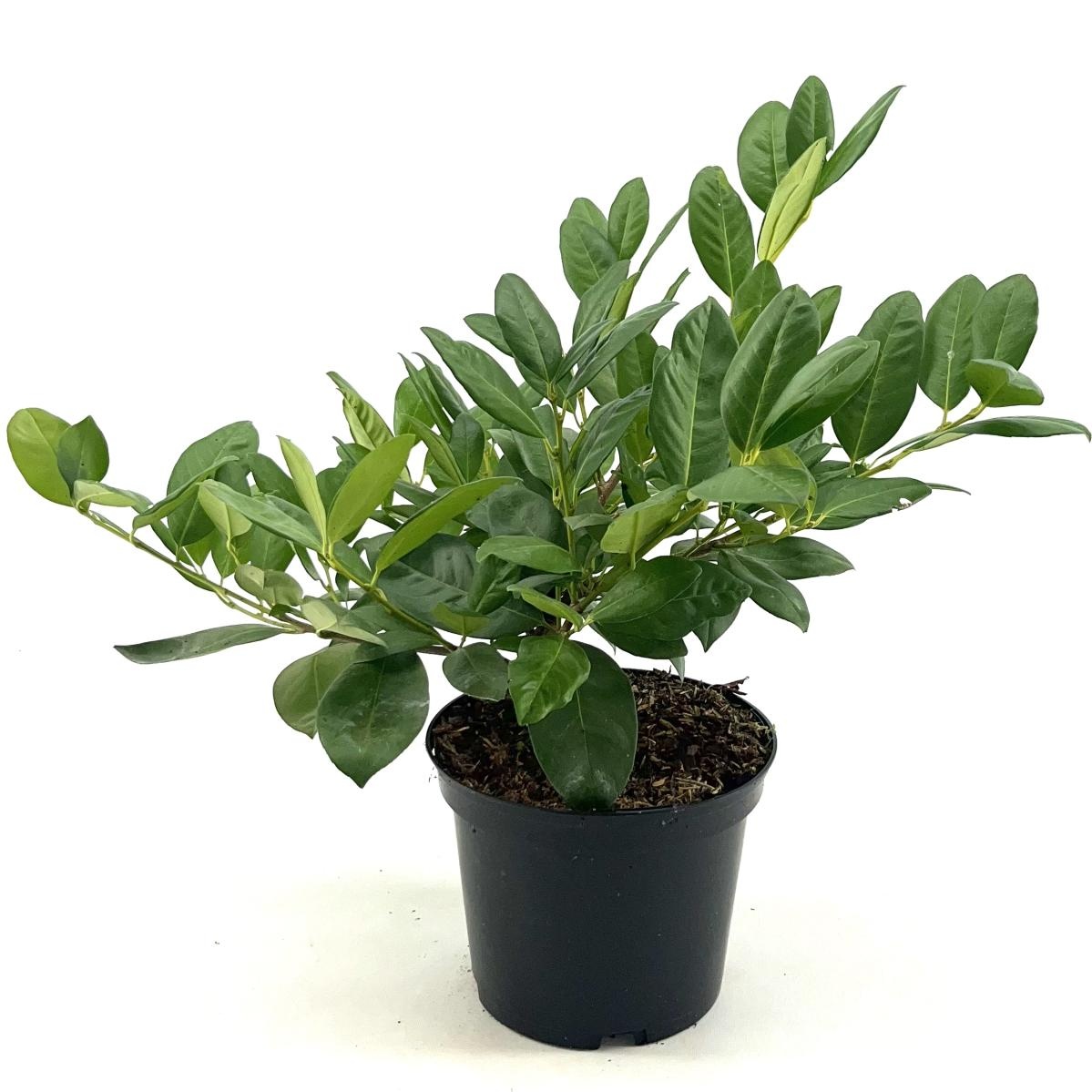 Prunus l. 'Cherry Brandy', D 19 cm