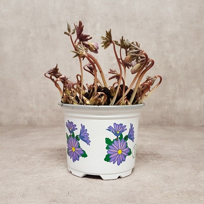 Anemone Blanda 9 cm., D 9