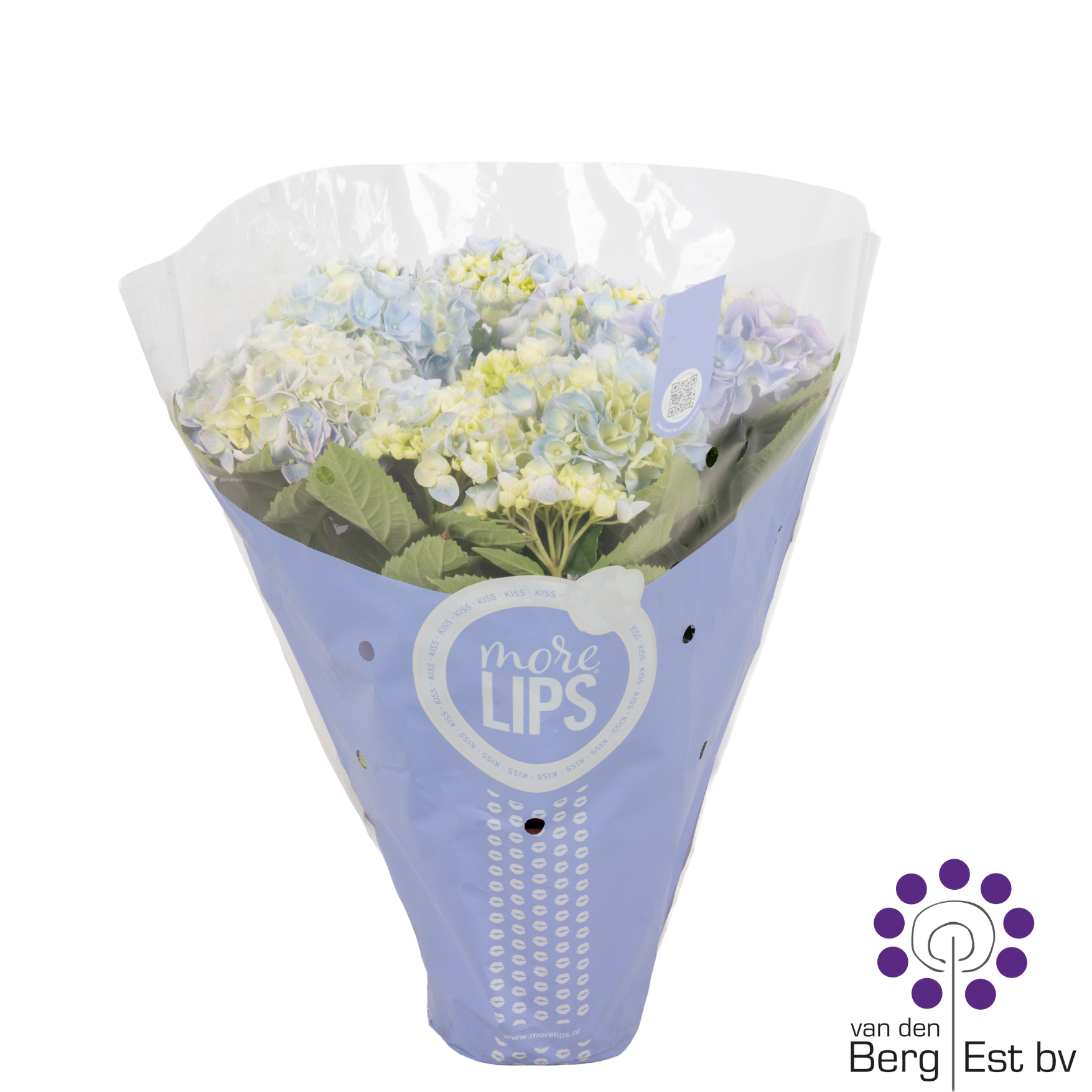 Hydrangea Macrophylla - MoreLips 5-6 kop Blue, D 14