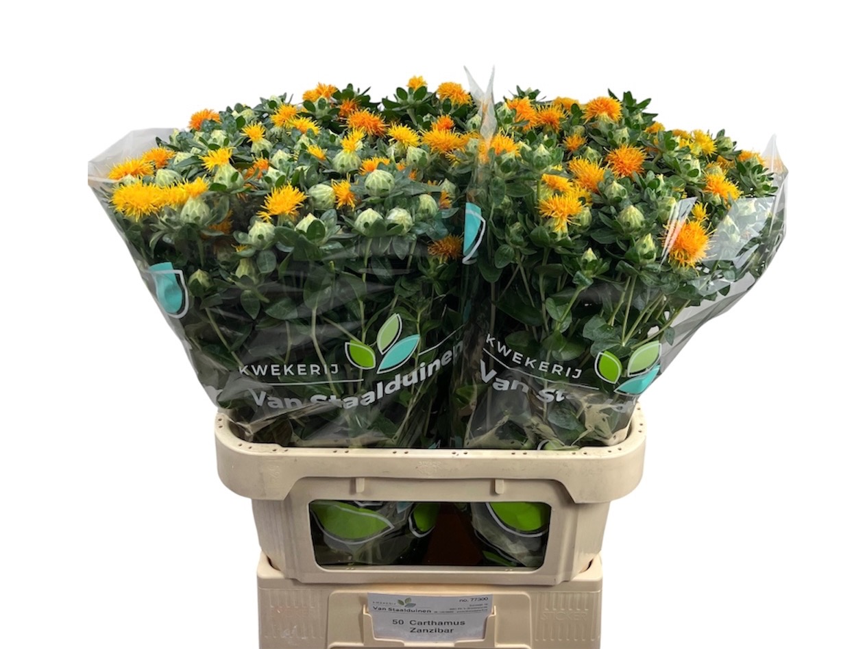 Картамус Занзибар 80 (оранж.), шт.