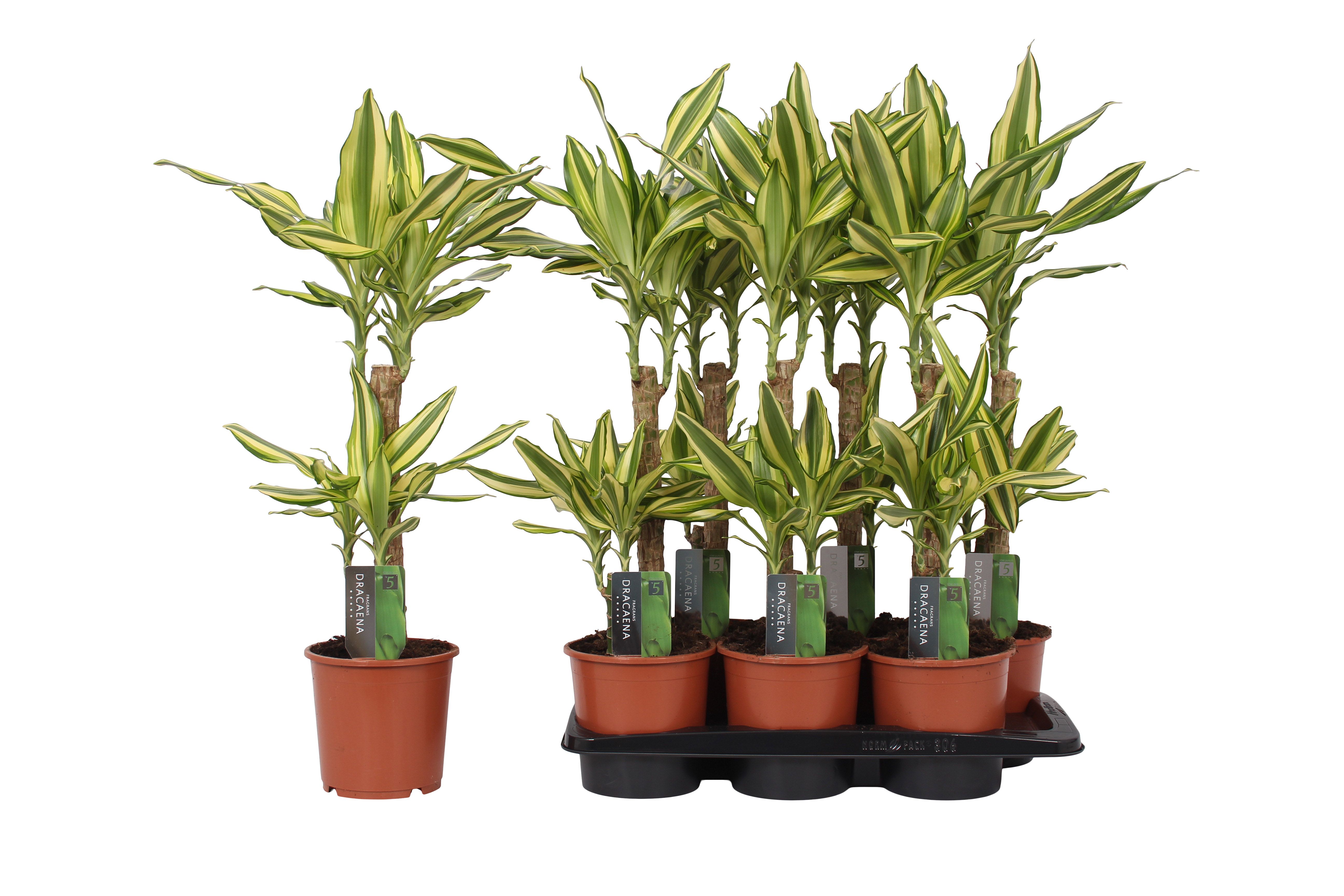 Dracaena Yellow Coast, 17 cm pot, D 17