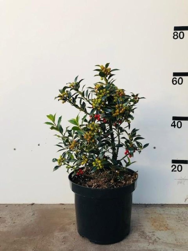 Ilex aq. 'Alaska', struik, D 26