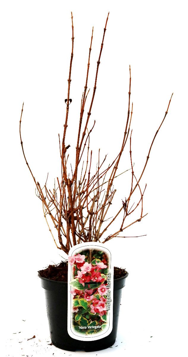 Weigela florida 'Nana Variegata', D 19 cm
