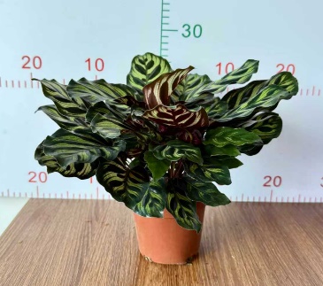 Калатея макояна 11 28 (предзаказ)