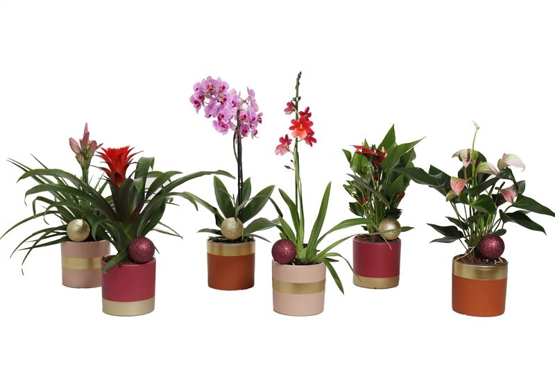 Dolomite p12 Horizon nude mix Epifyten mix, D 12