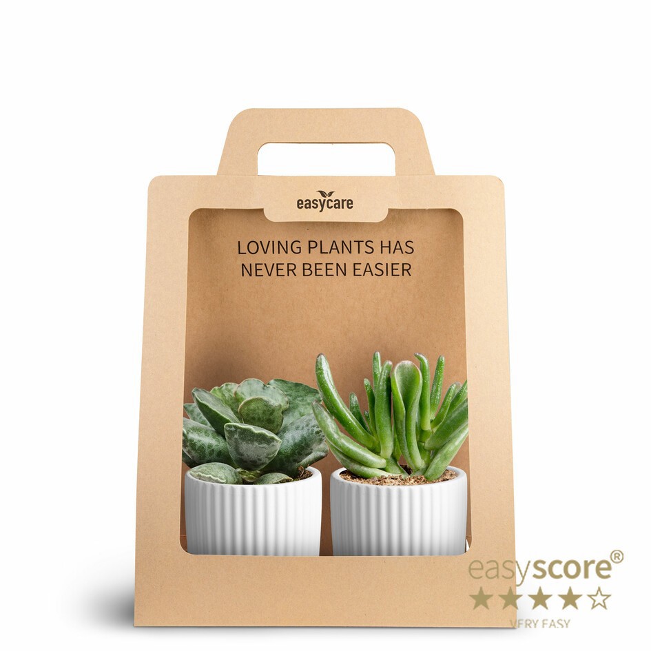 2-Pack Nordic White, Succulent, D 7