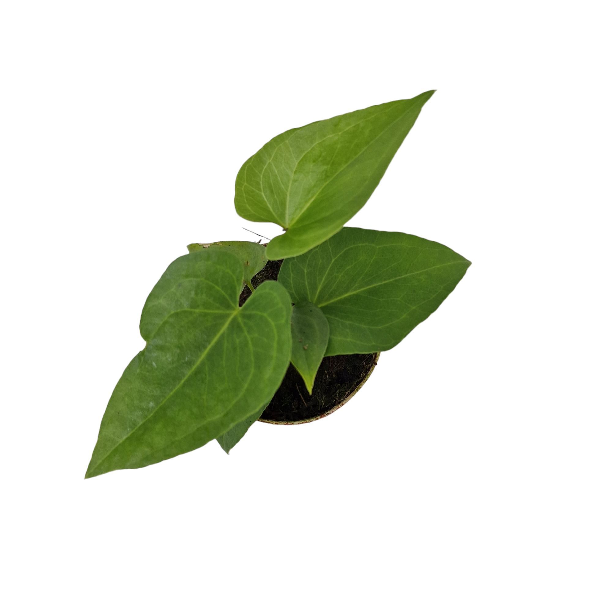 Anthurium Podophyllum, D 9