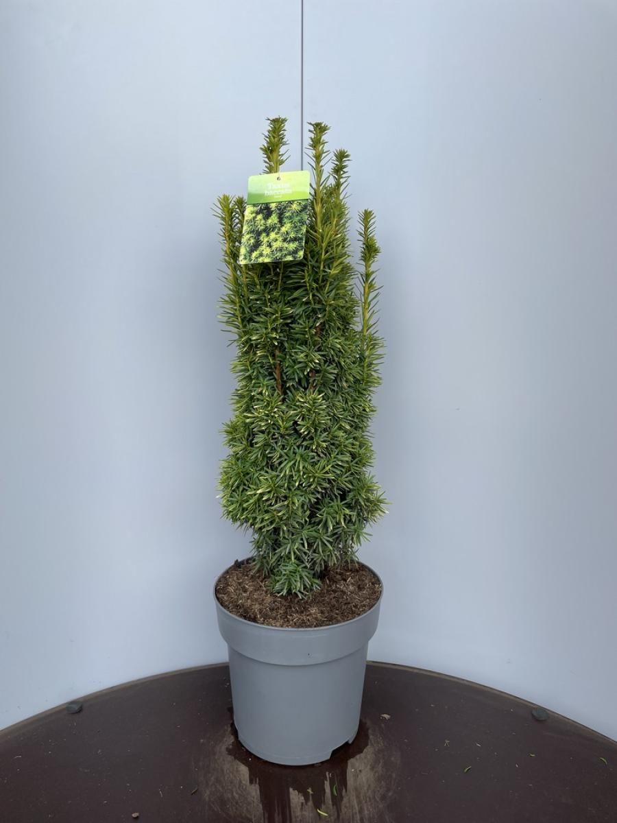 Taxus b. 'David', D 28