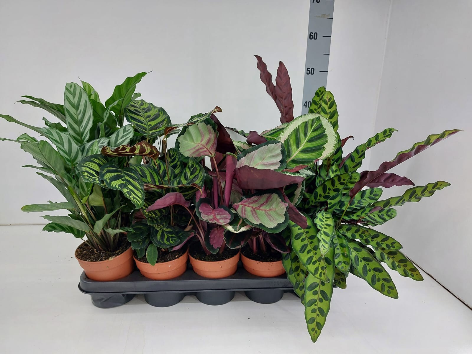 Calathea mix P12, D 12
