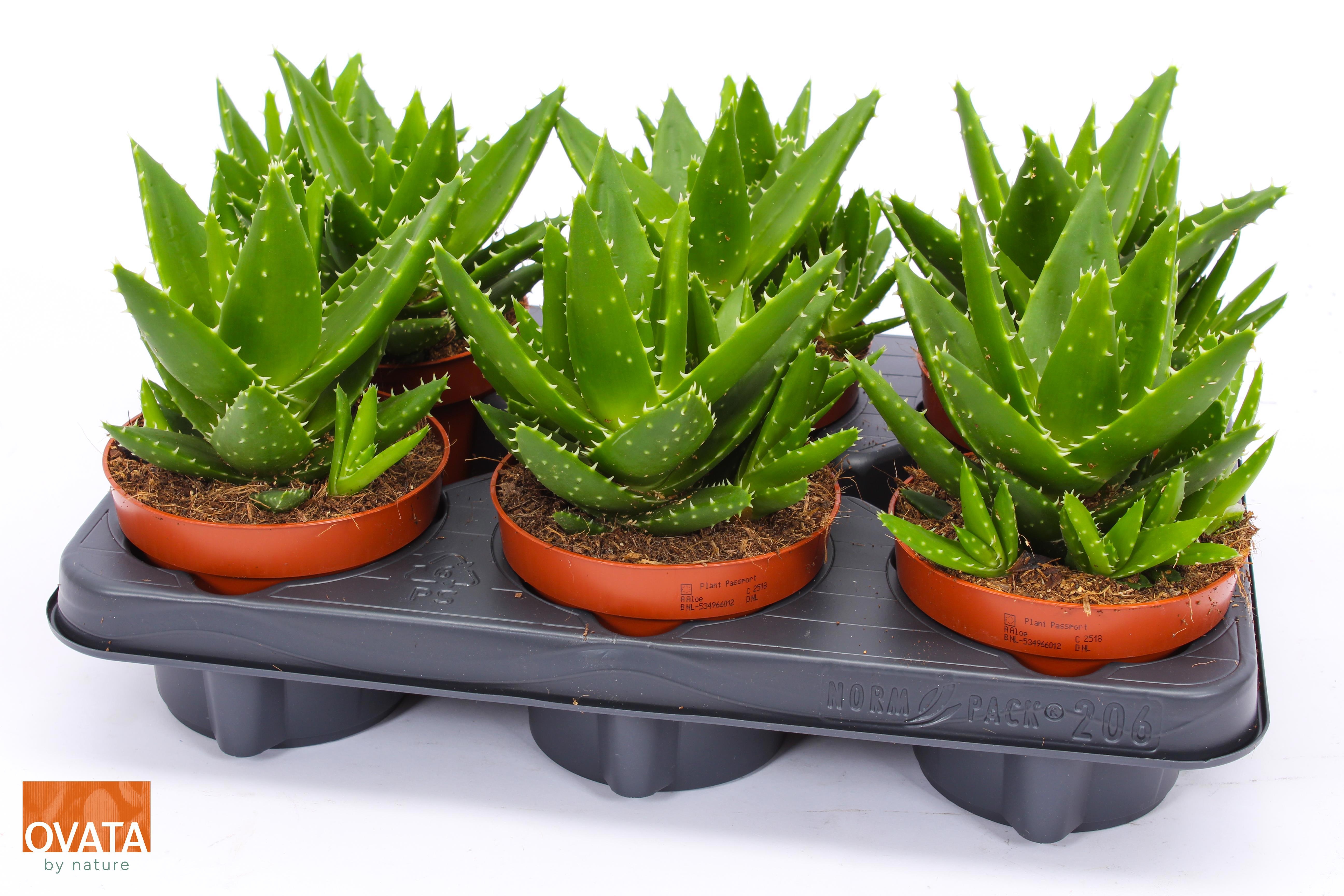 Aloe perfoliata 12, D 12