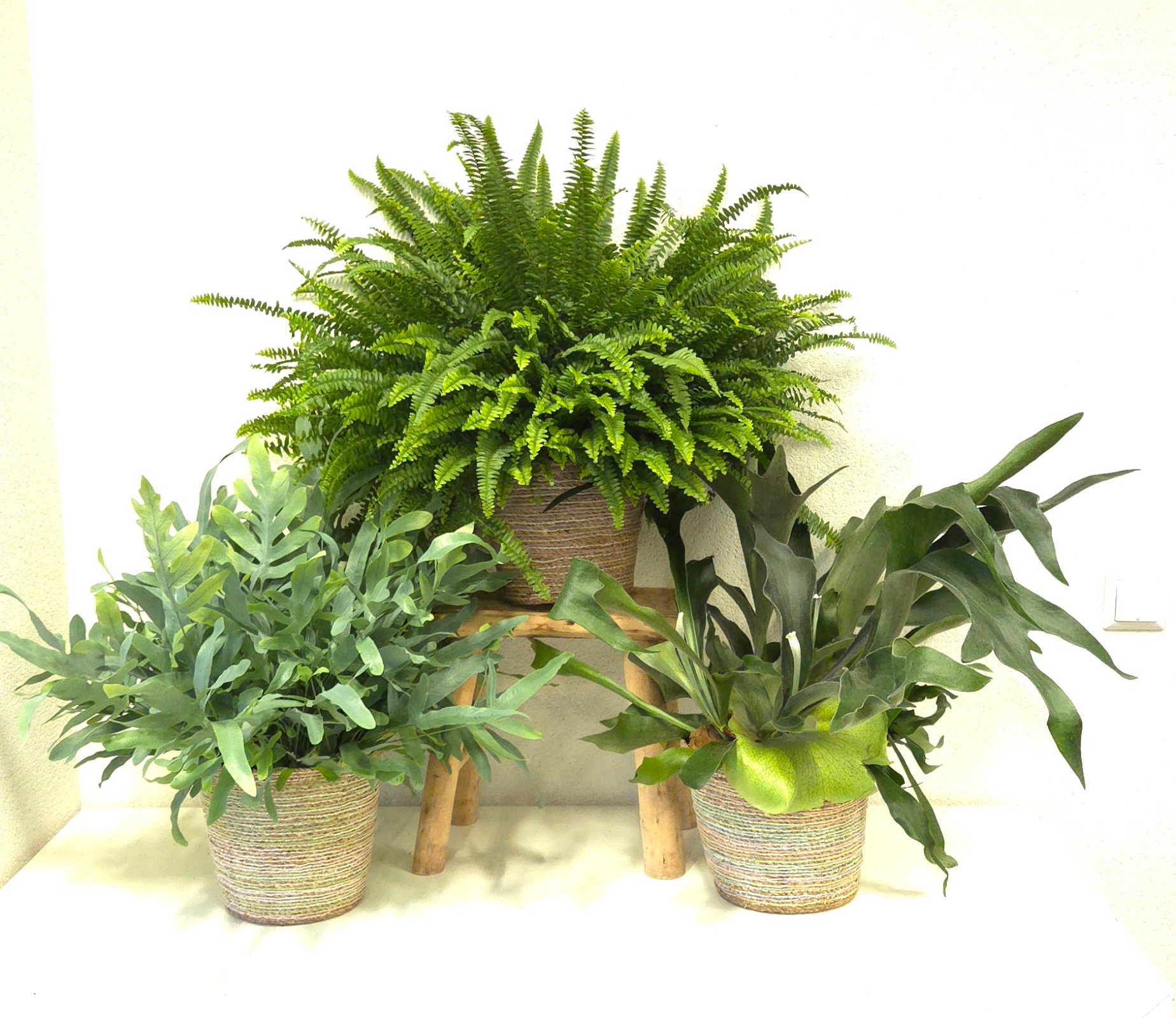 Varens gemengd in Basket, D 20