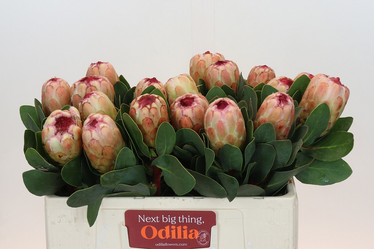 Протея Грандиколор 50, шт.