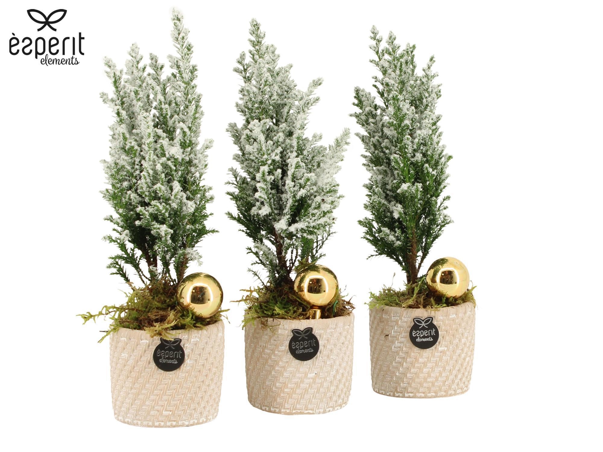 62123: X-mas arrangement, D 7