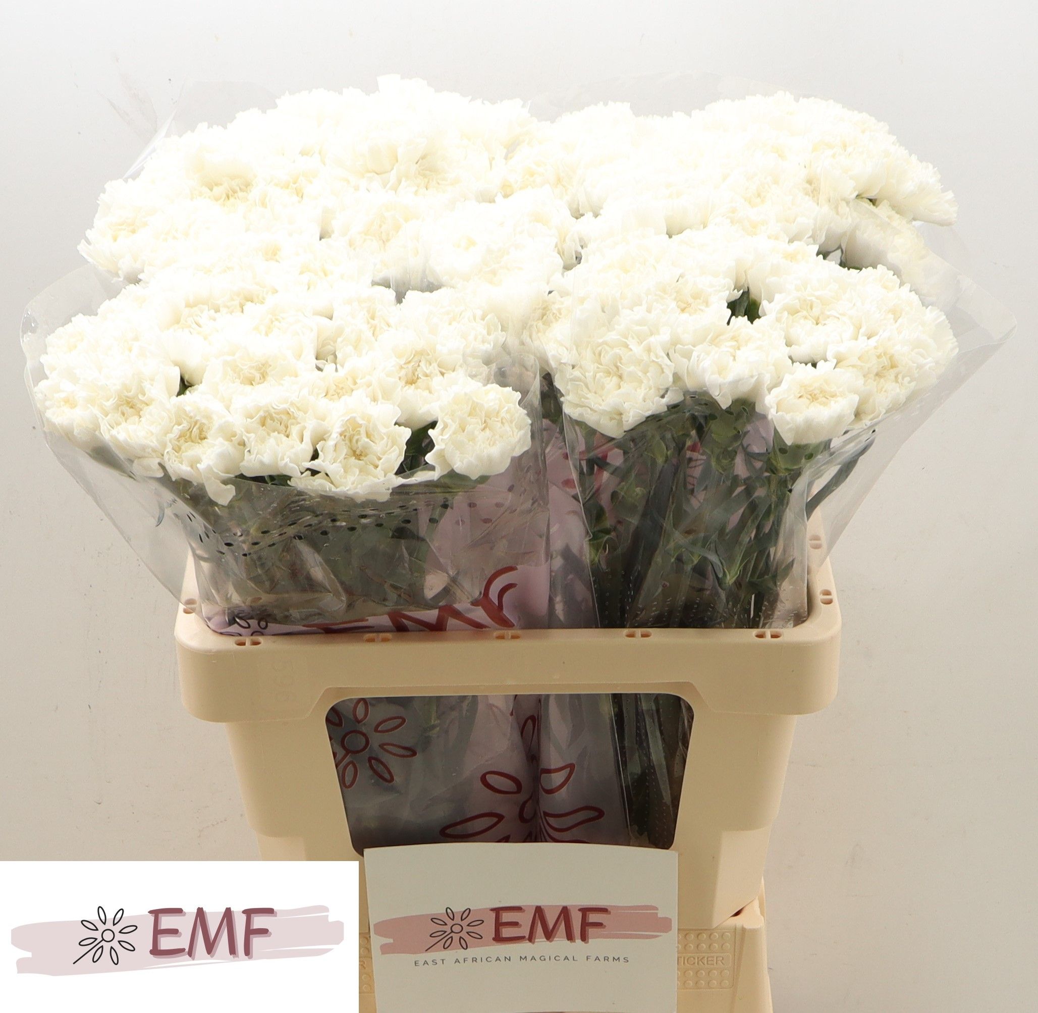 Диантус од. Холли, шт.