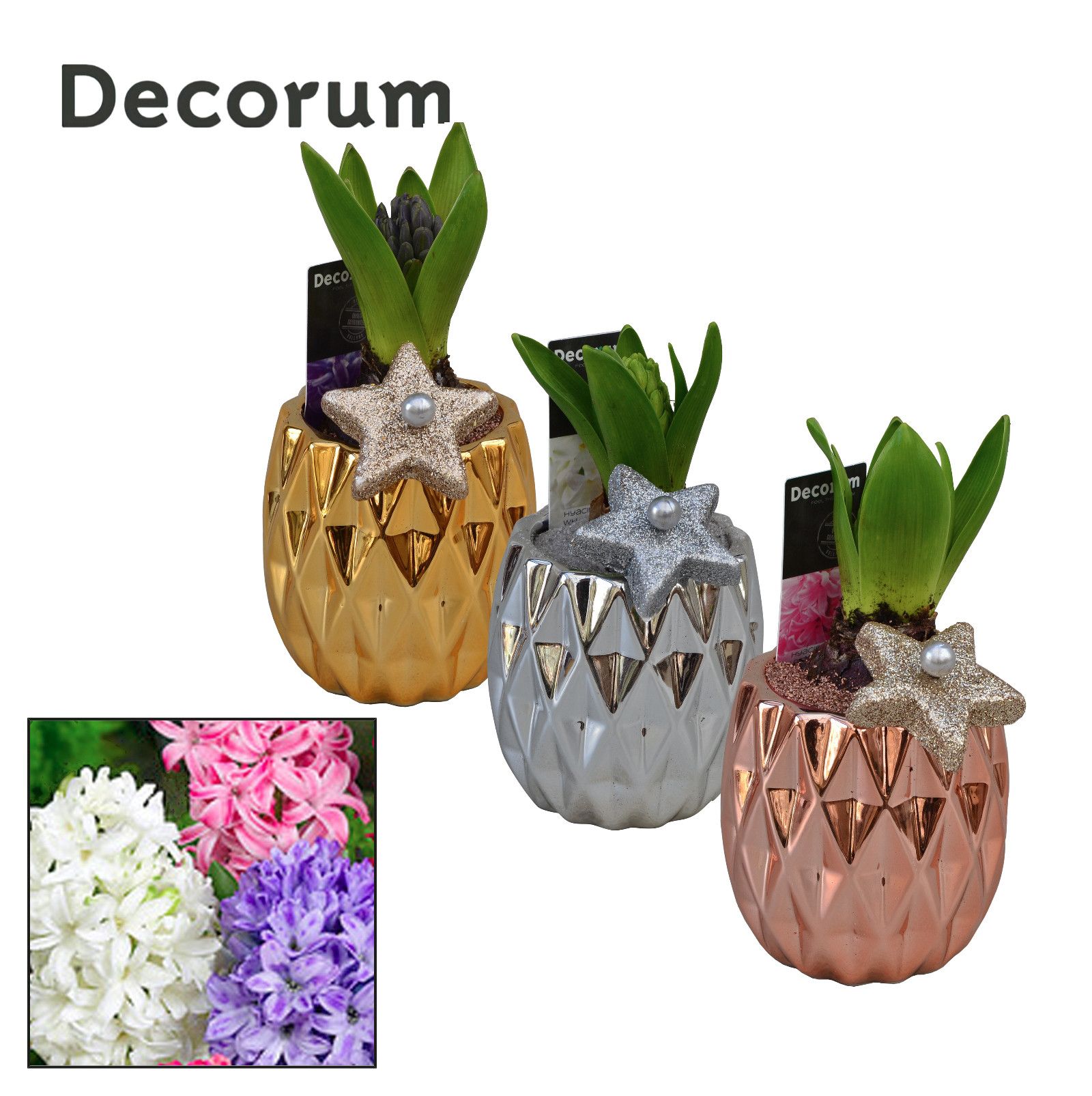 Hyacint Tri-color Gold Mini HL10872 [SHINY & SPARKLING], D 9