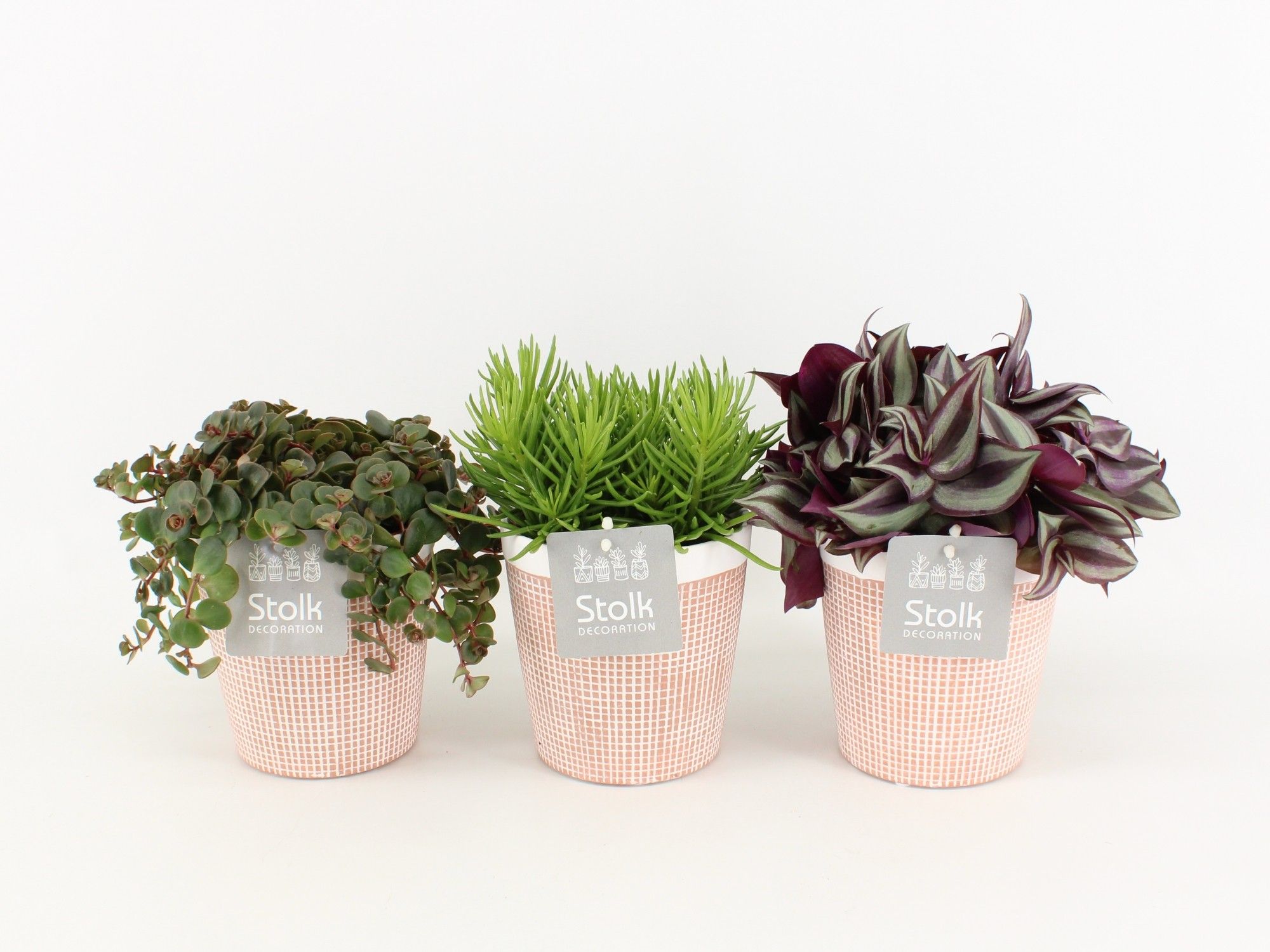 Pure Green mix in Terracotta soorten : Rhipsalis, Tradescantia, Sedum, D 13 cm