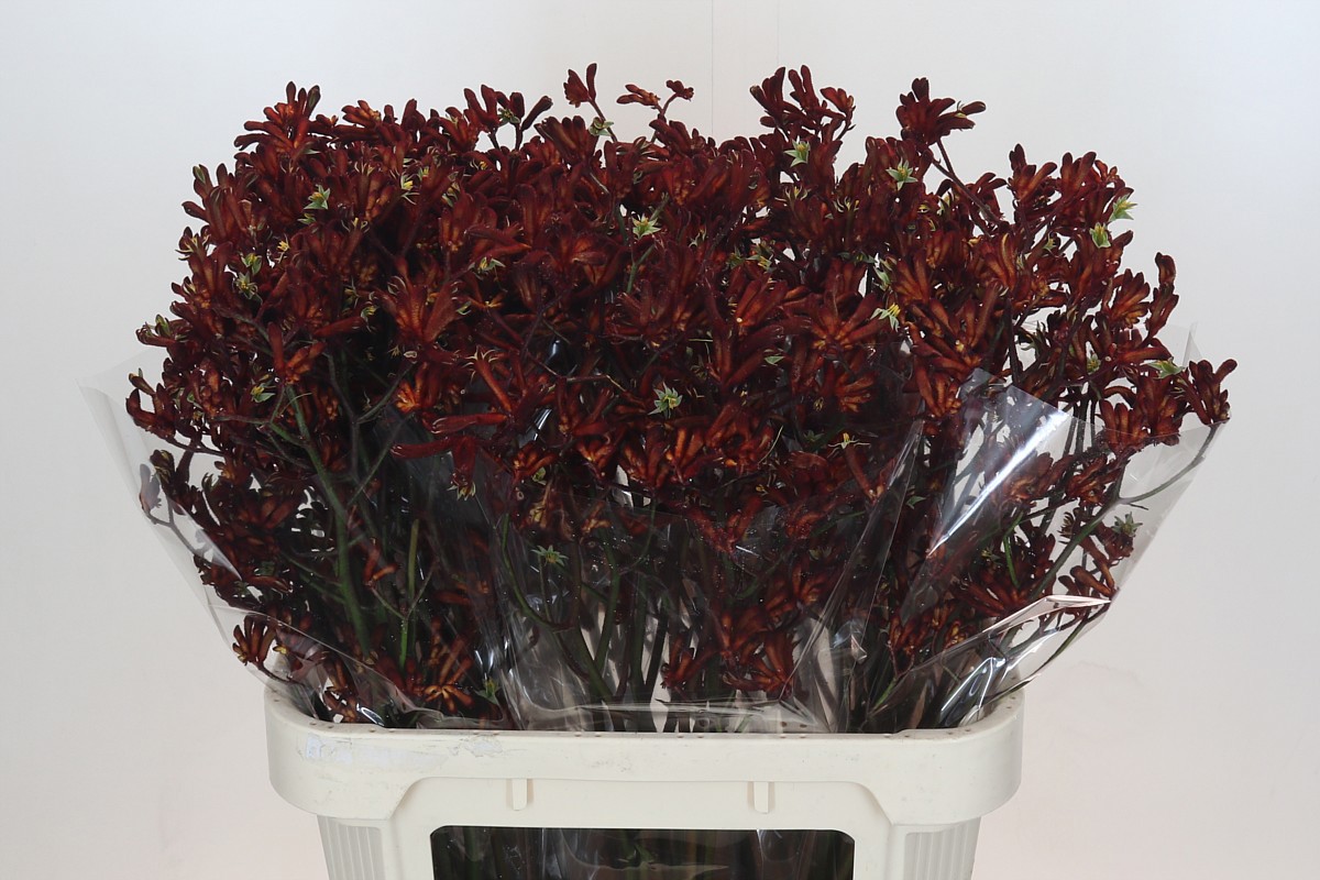 Анигозантус Баш Руби 80, шт.