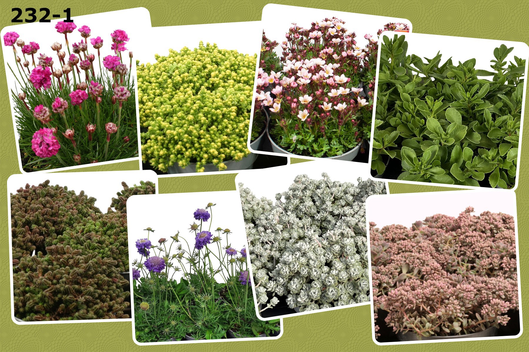 Rotsplanten 12 cm op soort, D 12