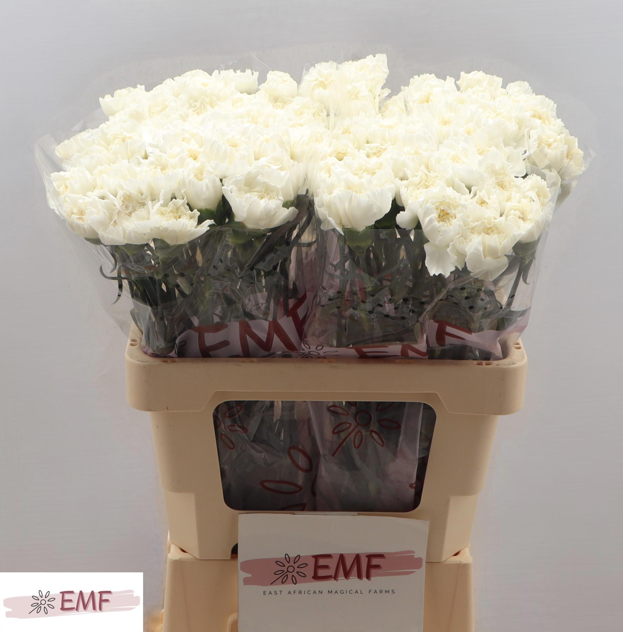 Диантус од. Мон Блан (бел.), шт.