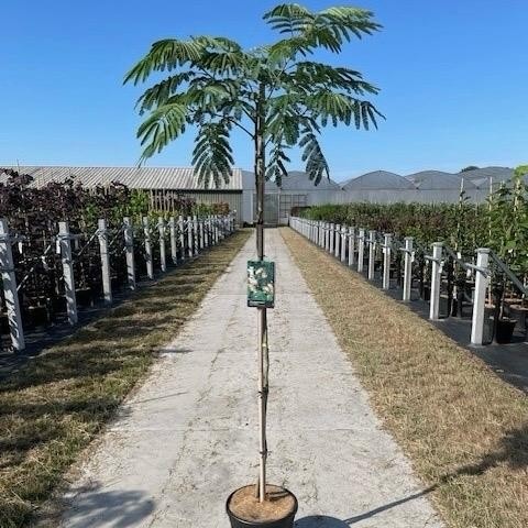 Albizia julibrissin Tropical Dream ('Pos 1'PBR) -- stam 150 cm, D 32