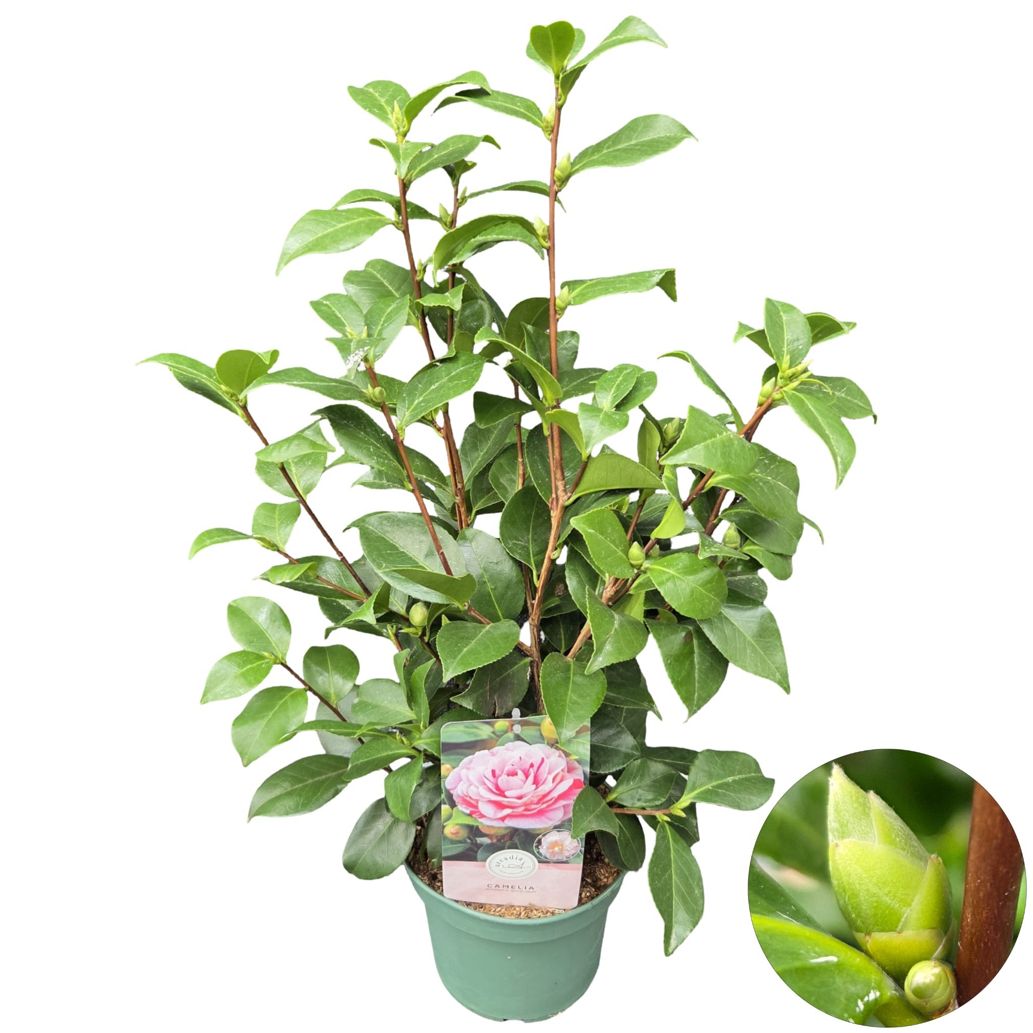 Camellia jap. 'Bicolour', D 19 cm Camellia jap. 'Bicolour', D 19 cm