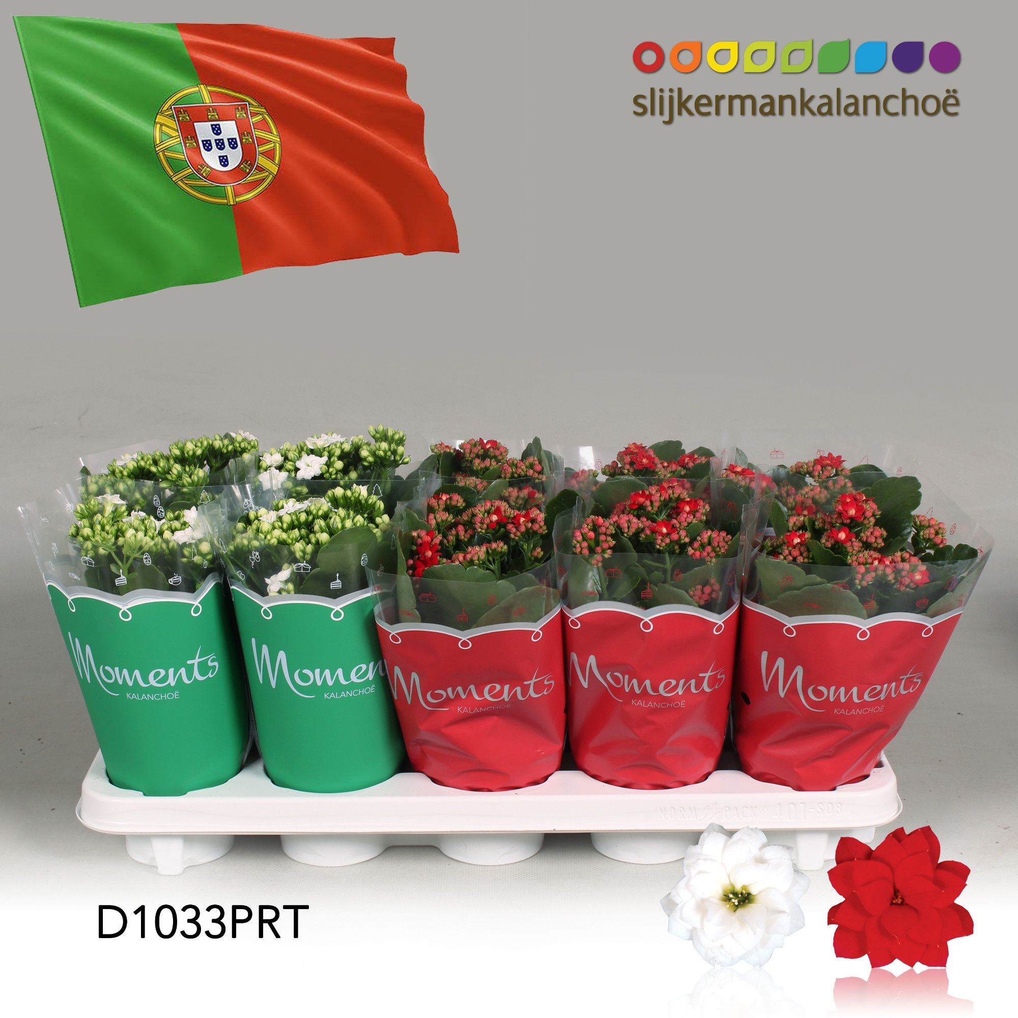 Kalanchoe Moments - Portugal flag, D 10,5