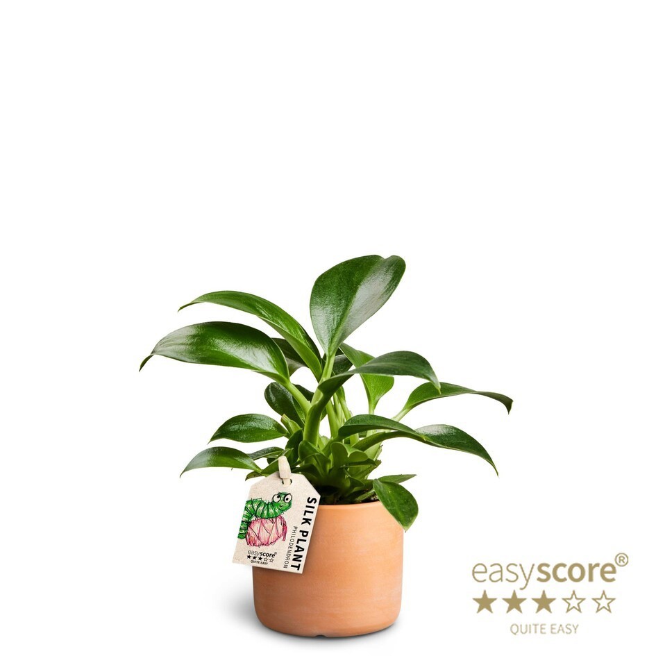 PHILODENDRON ERUBESCENS 40625059 Raw Terracotta 'GREEN PRINCESS', D 7 cm PHILODENDRON ERUBESCENS 40625059 Raw Terracotta 'GREEN PRINCESS', D 7 cm