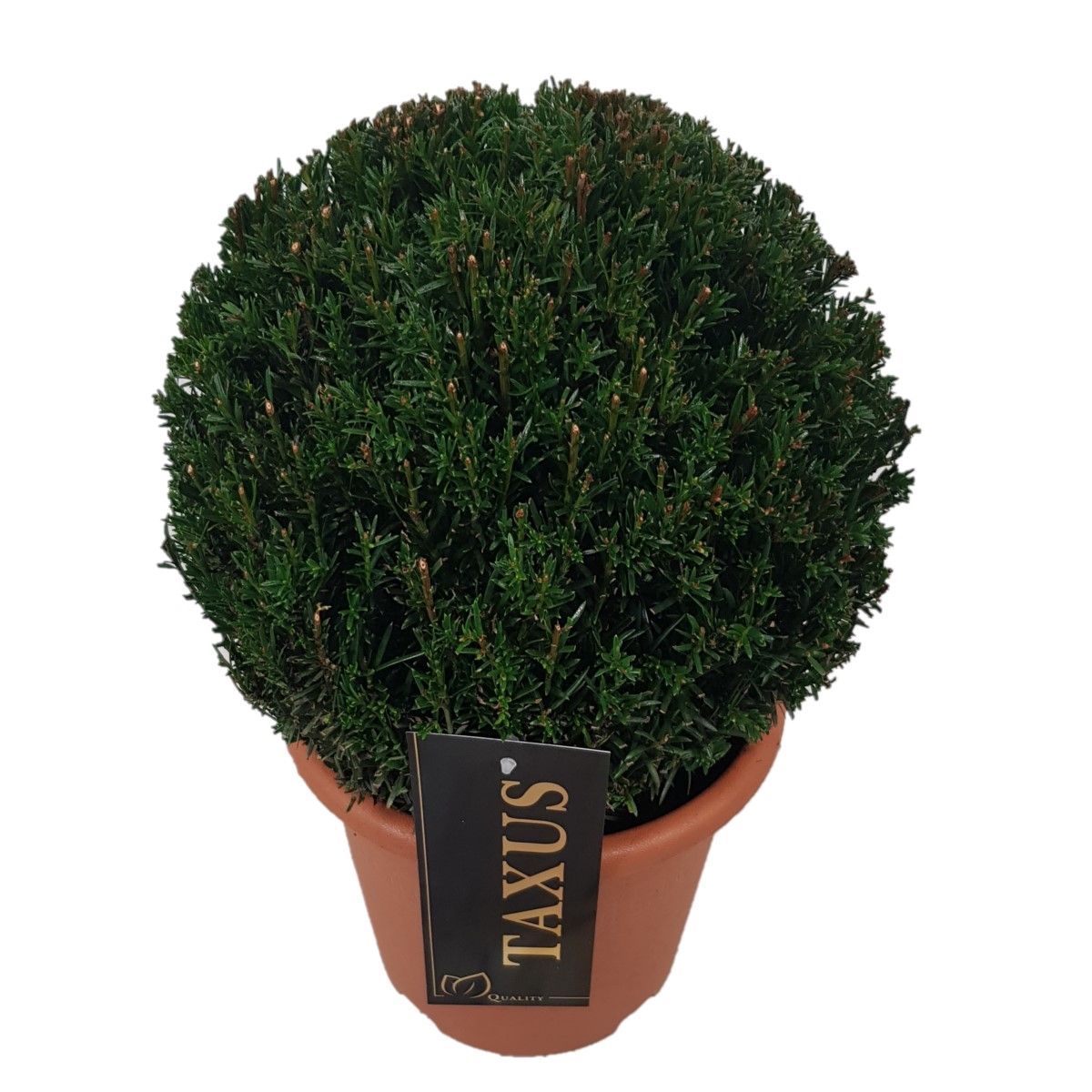 Taxus baccata Bol p20 (th) 25-30 ©, D 20