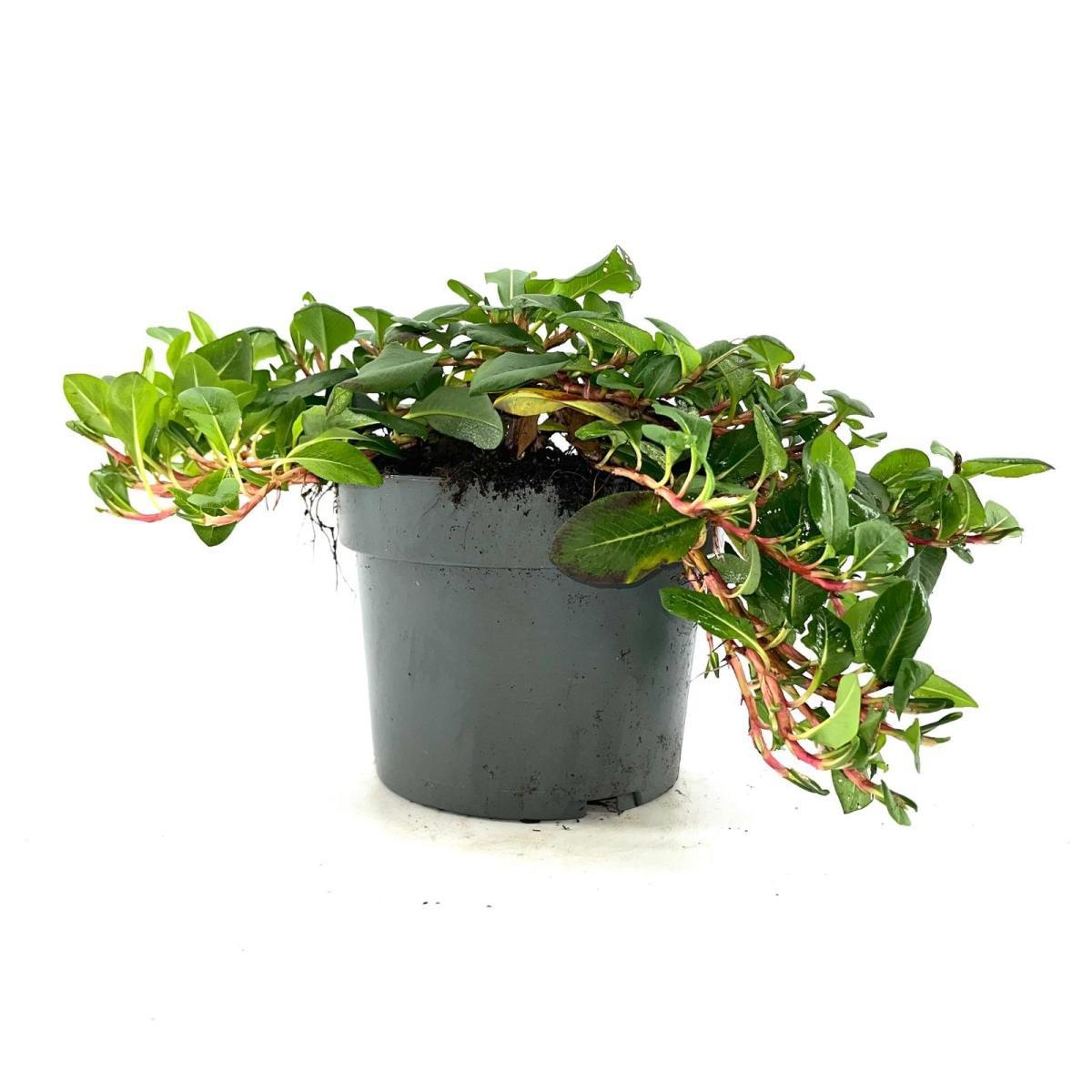 Persicaria aff. 'Darjeeling Red', D 17