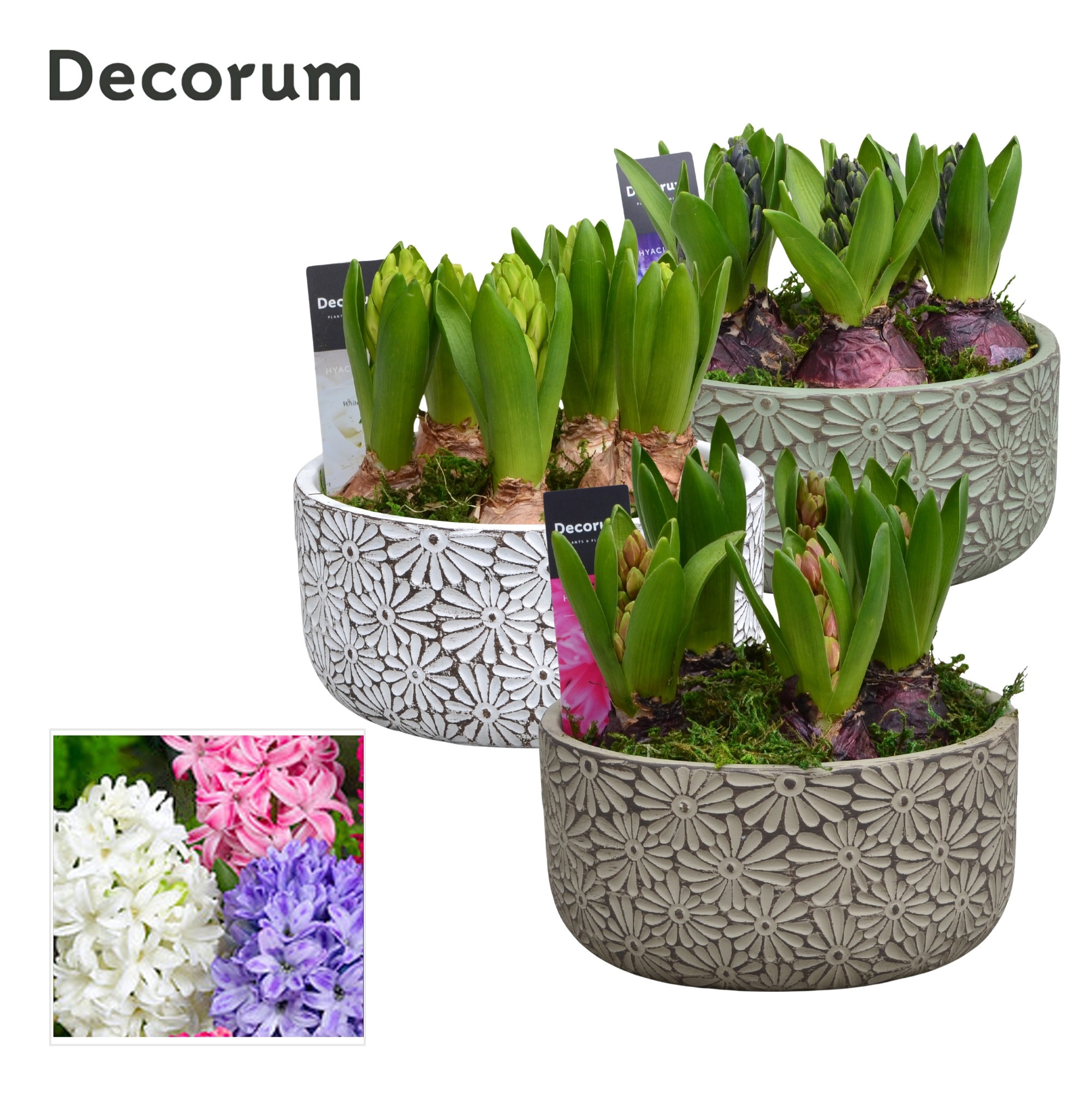 Hyacint Daisy Bowl HL15970 [PURE], D 16