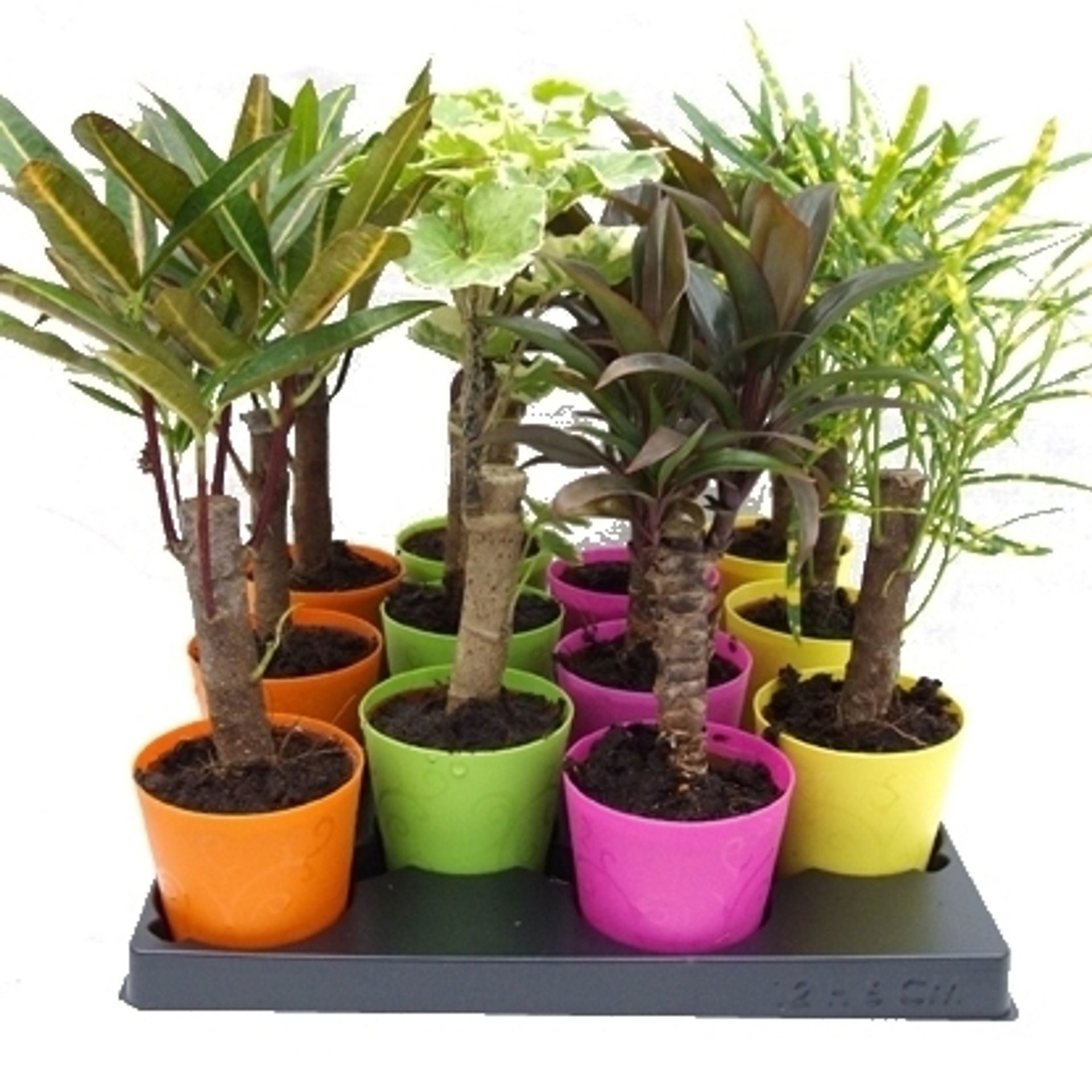 Canes in Jackpot, D 6