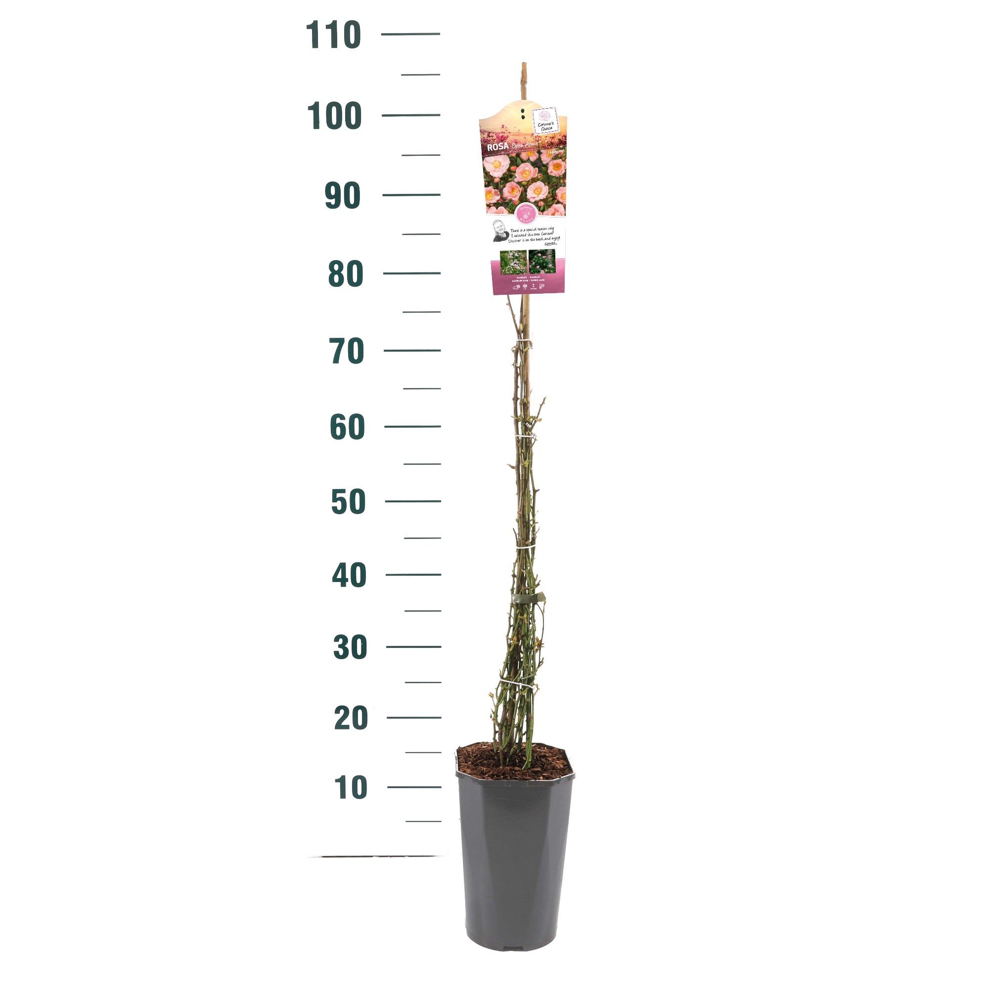 Rosa 'Open Arms' - Klim - C3rp - Rambler, D 19