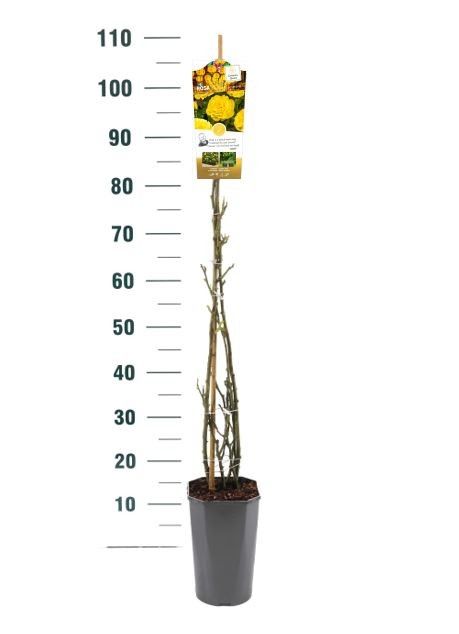 Rosa 'Climbing Chinatown' - Klim - C3rp - Basic Collection, D 19