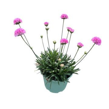 Armeria Dreameria Daydream, D 14