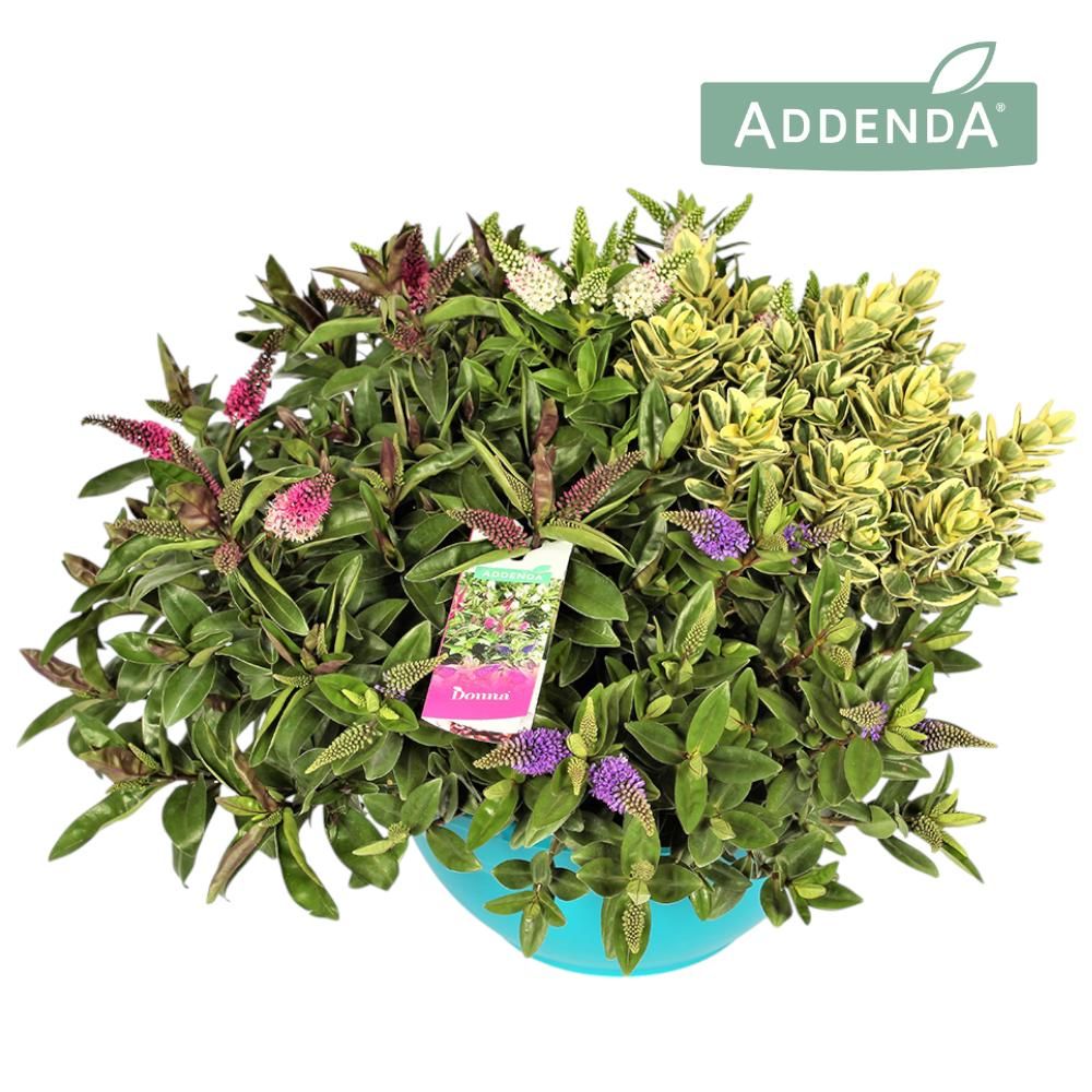 Hebe Addenda® Donna® Quattro Groen + Bont Ton Sur Ton P30, D 30