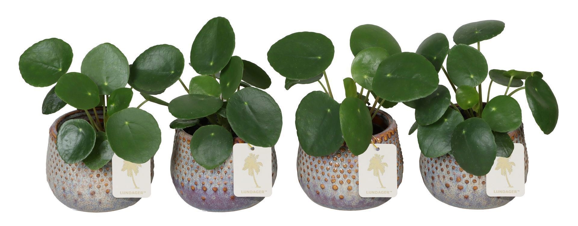 L 67251 With Pilea Peperomides 6 cm, D 6