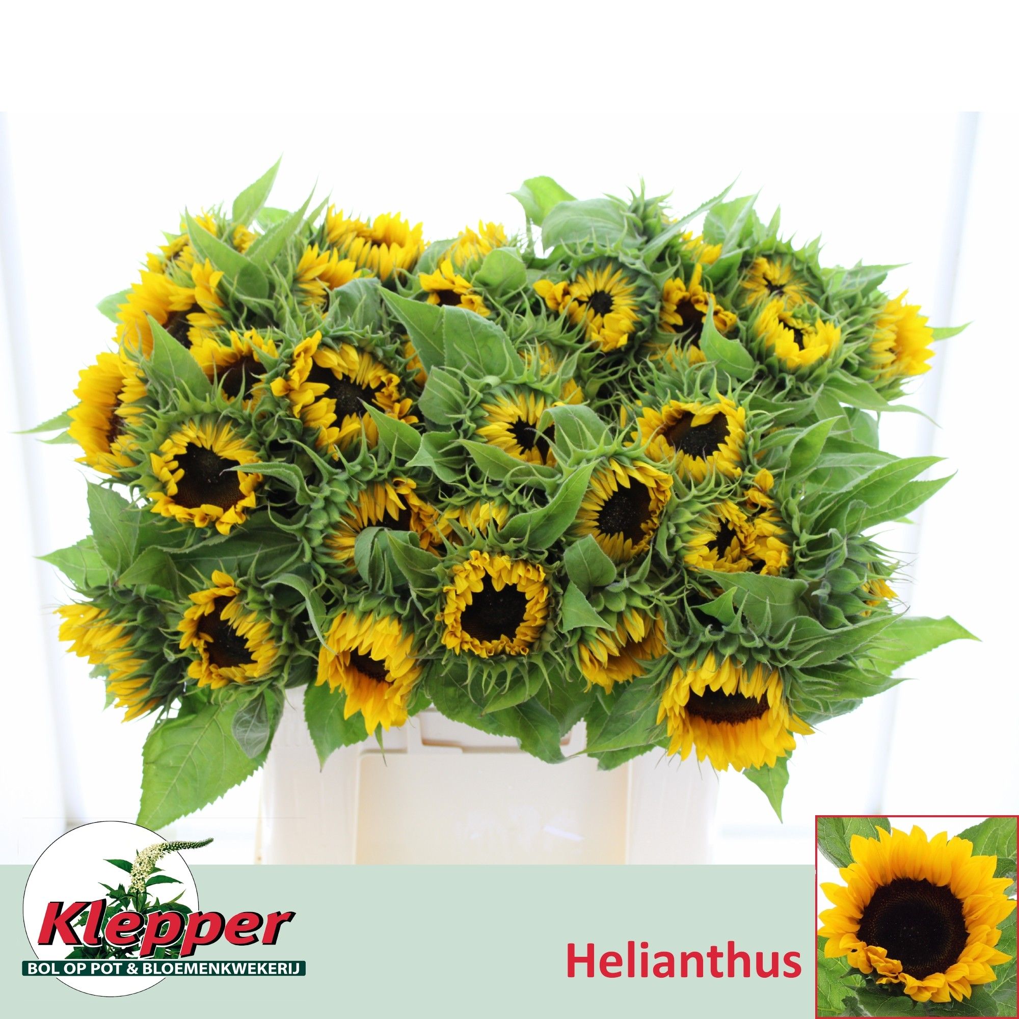 Гелиантус Санрич Оранж 60, шт.